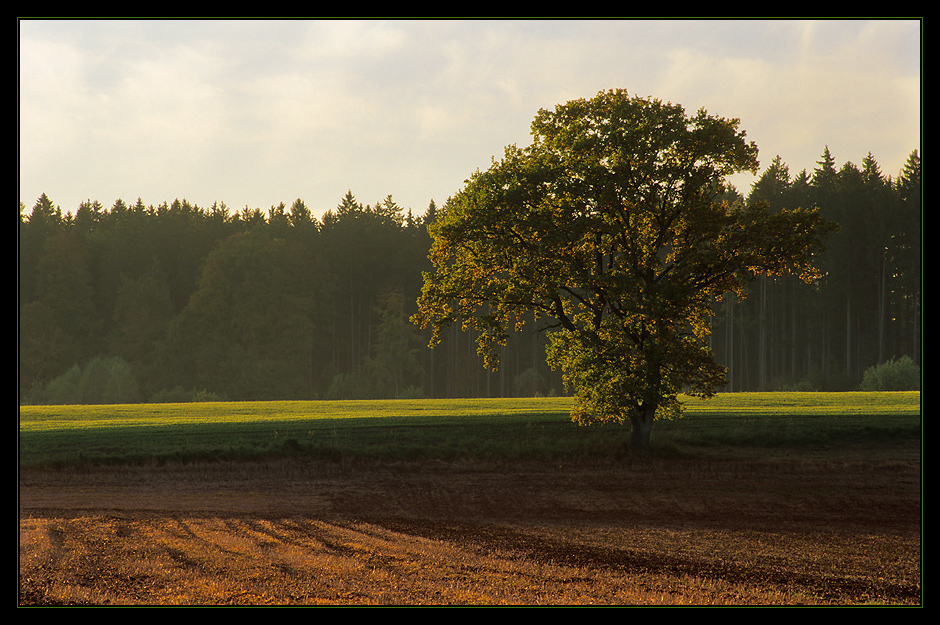 Ein Streifen Grün