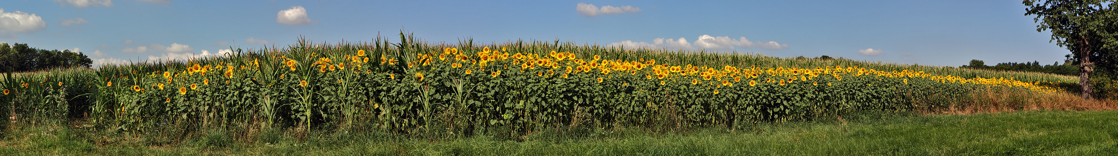 Ein Streifen Sonnenblumen im Osterzgebirge bei Dippoldiswalde...