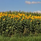 Ein Streifen Sonnenblumen im Osterzgebirge bei Dippoldiswalde...