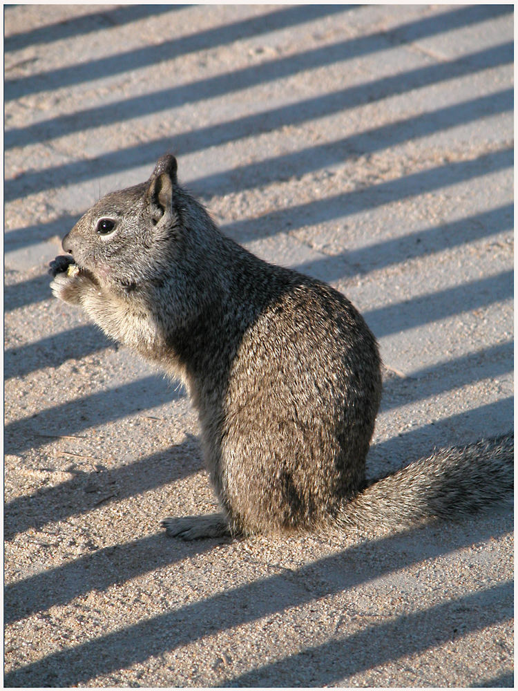 ein "Streifenhörnchen"