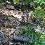 ein Streifenhörnchen