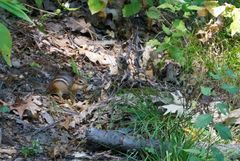 ein Streifenhörnchen