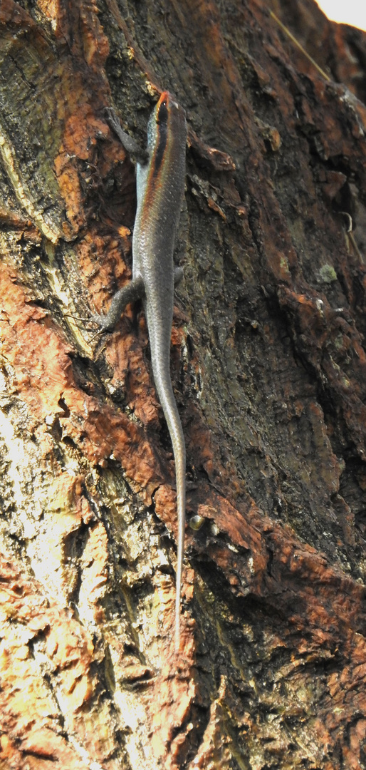 Ein Streifenskink mit dem Schwanz in der normalen Länge