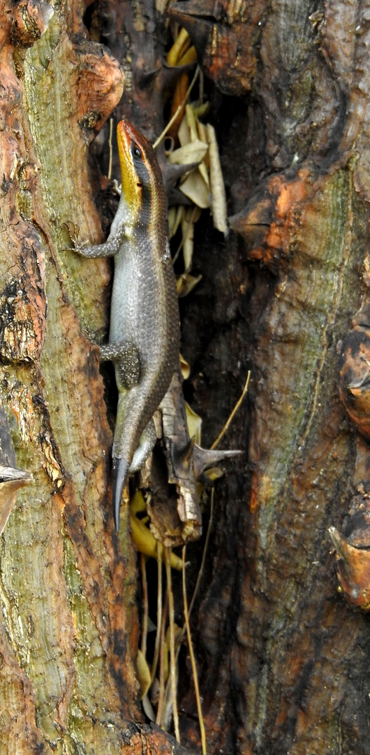 Ein Streifenskink mit regeneriertem Schwanz bei der Ilalalodge