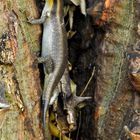 Ein Streifenskink mit regeneriertem Schwanz bei der Ilalalodge