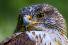 ein strenger Blick