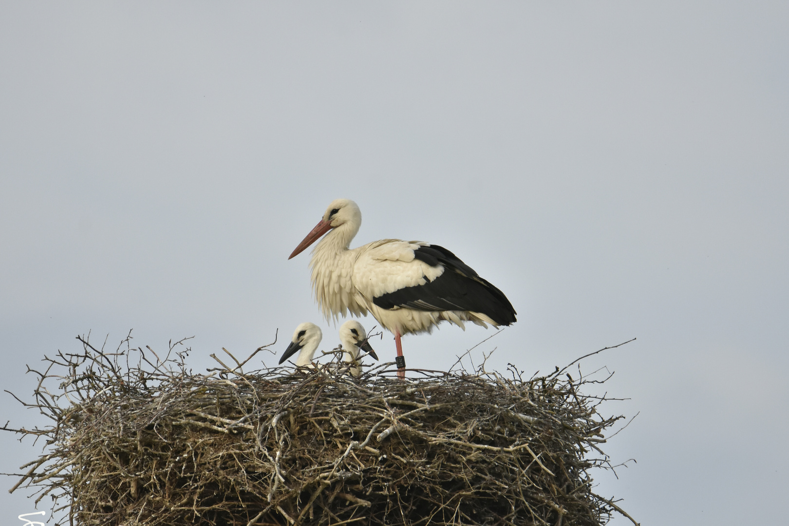 Ein strenger Vater...