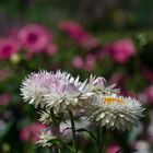 Ein Strohblümchen das noch lebt