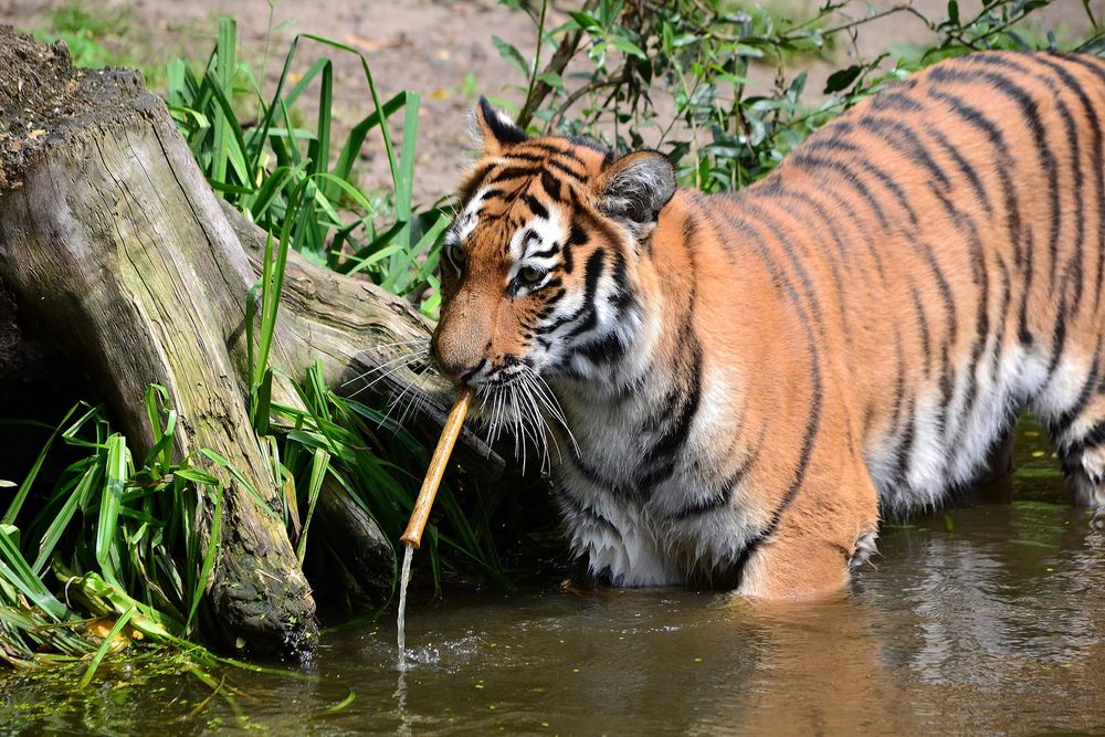 Ein Strohhalm für den Tiger