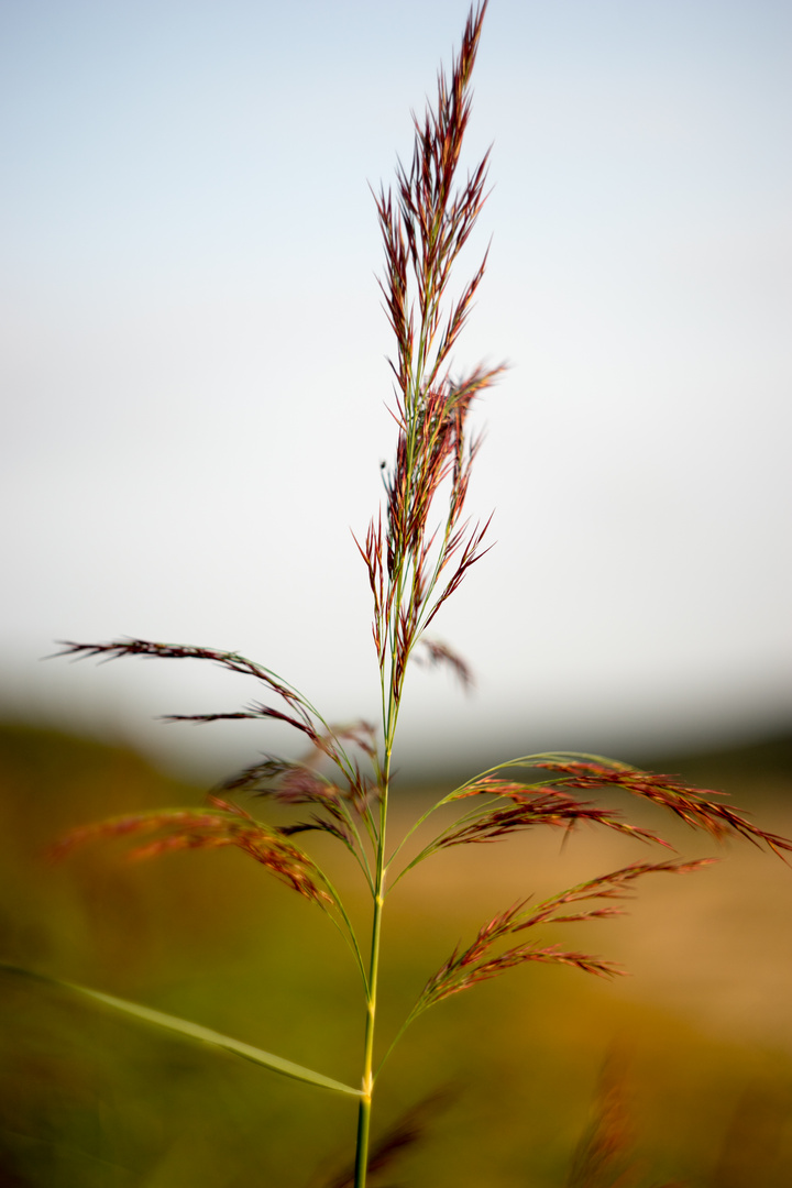 Ein Strohhalm im Wind