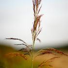 Ein Strohhalm im Wind