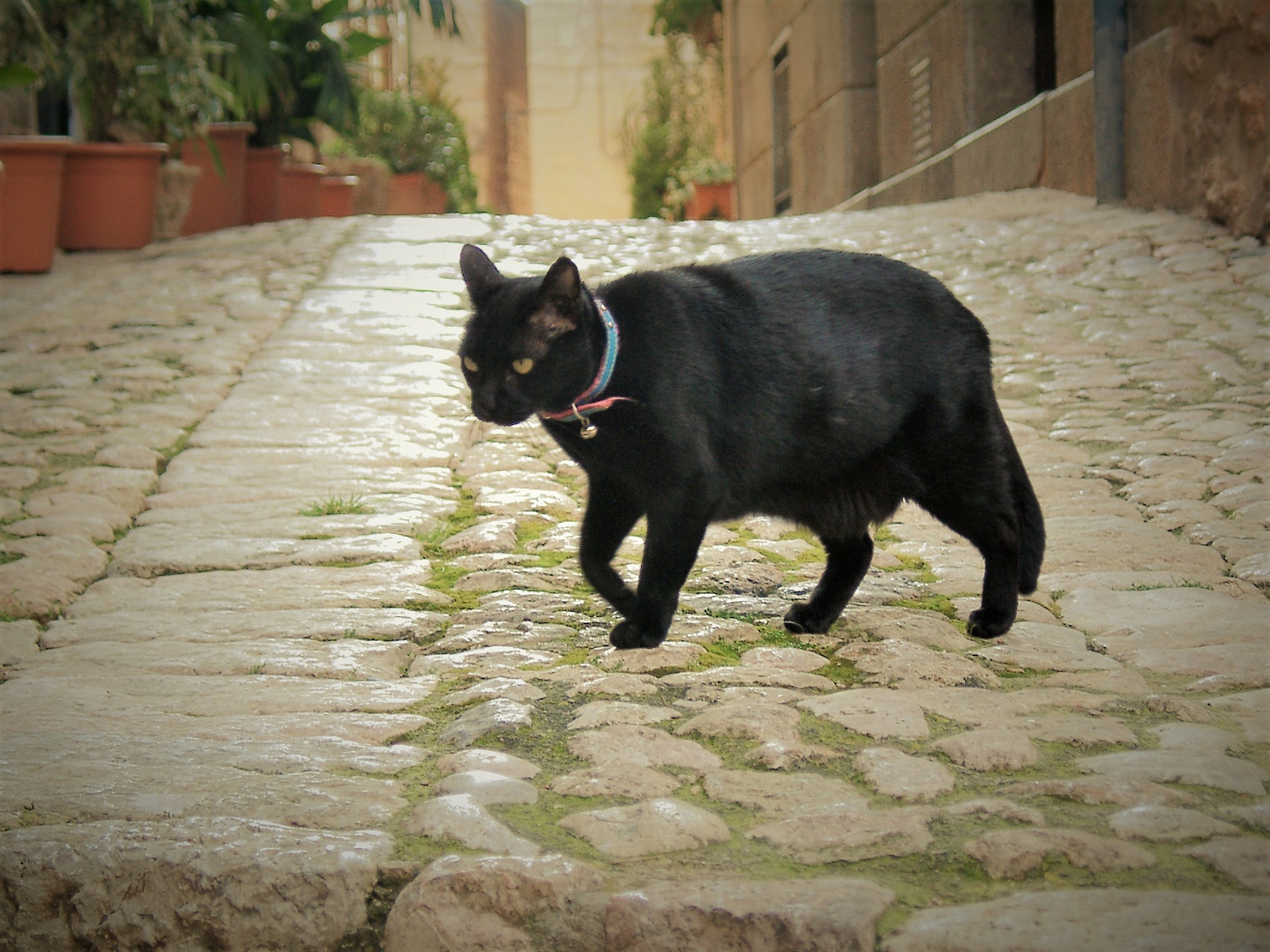 Ein Stubentiger flaniert über die Dorfstraße von Fornalutx / Mallorca