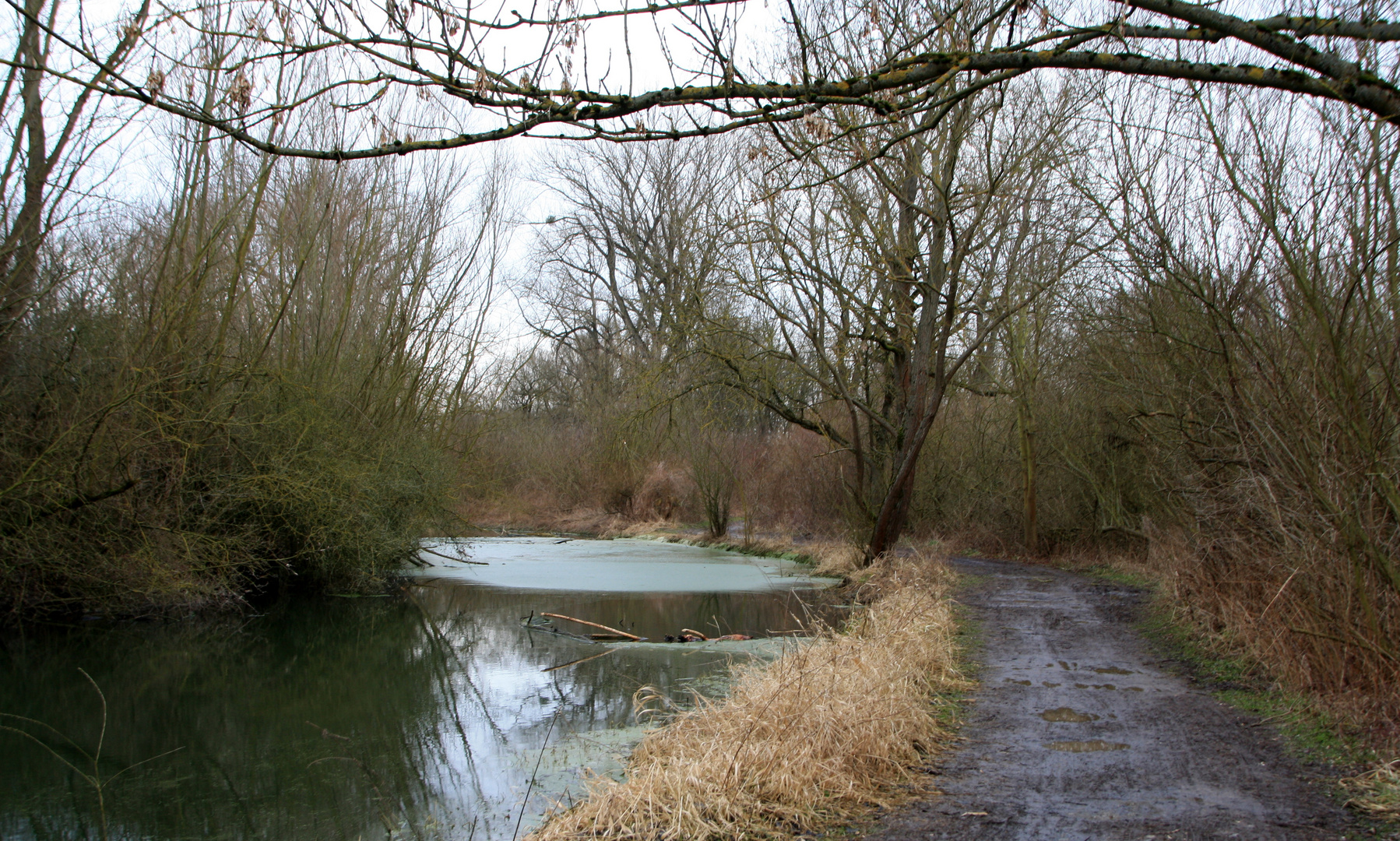 ein Stück abwärts sperrt der Baum den Fluss