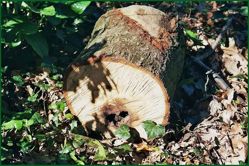 Ein Stück Baum