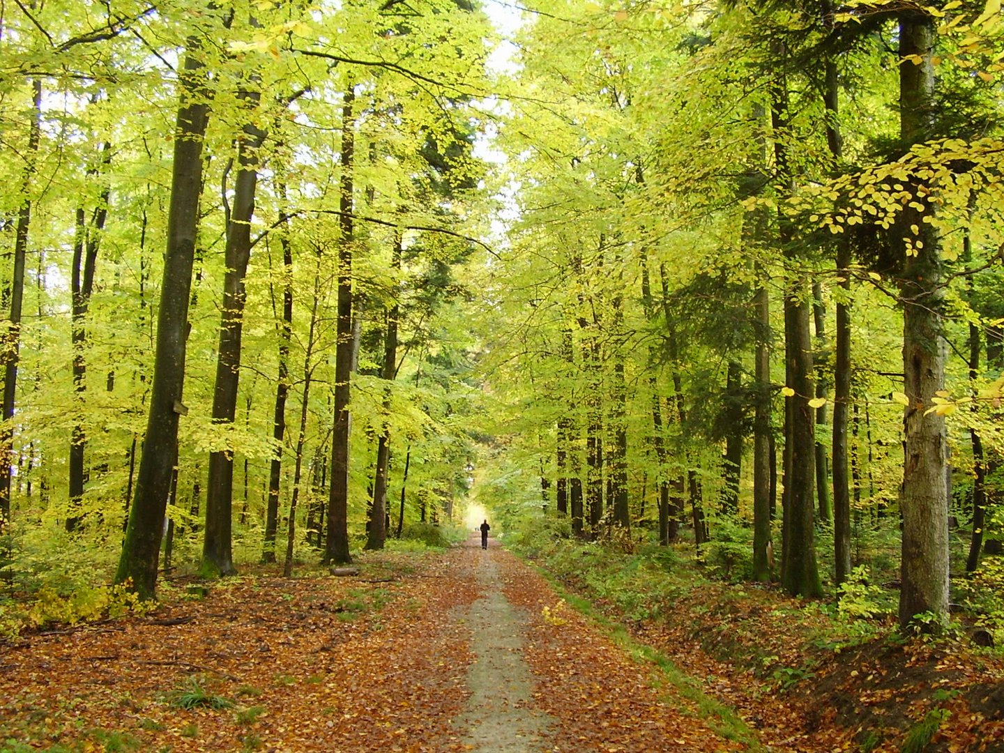 Ein Stück des Weges ...