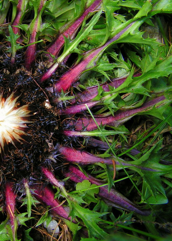 ein stück distel