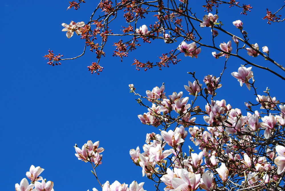 Ein Stück Frühling