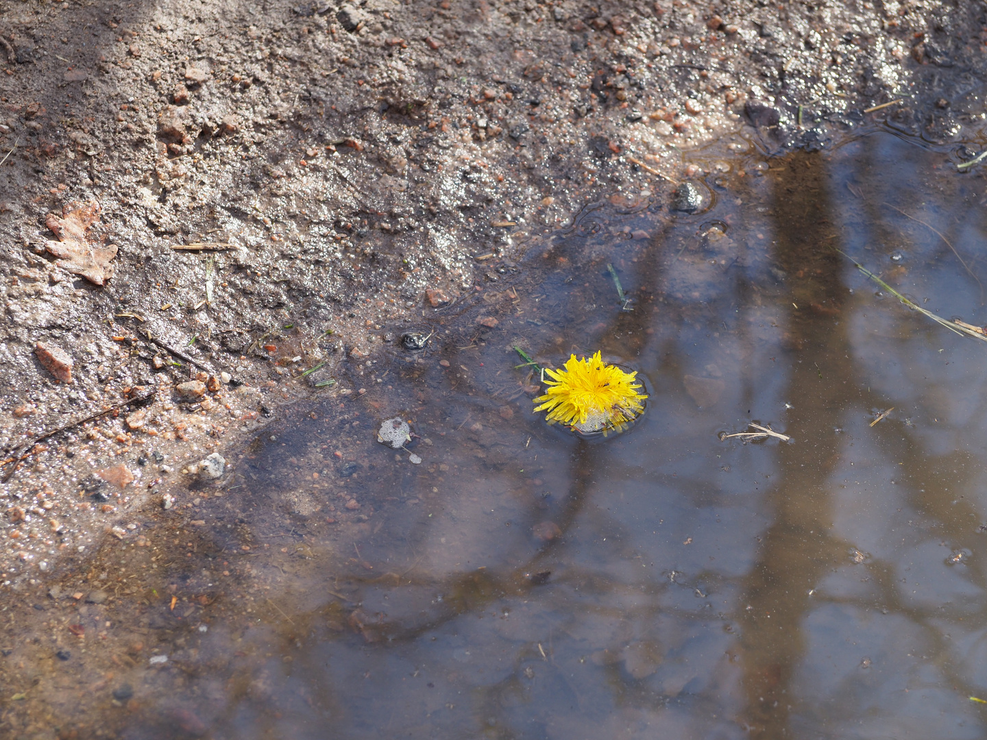 ein Stück Frühling - einfach weggeworfen