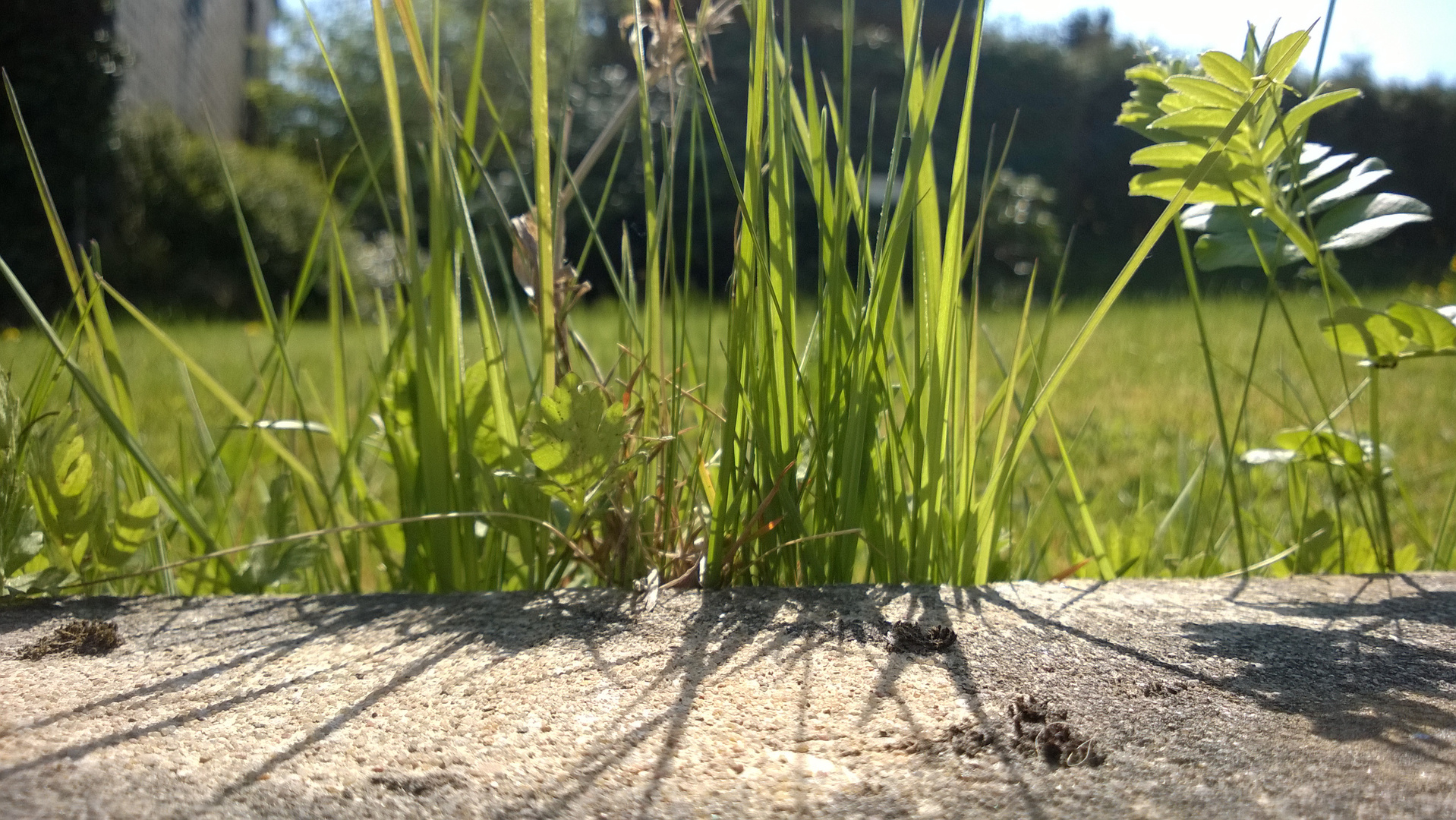 Ein Stück Gras