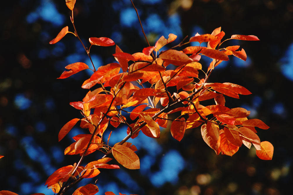 Ein Stück Herbst