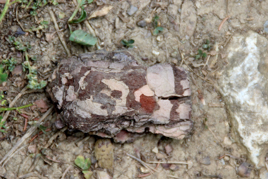  ein Stück Holz am Weg 