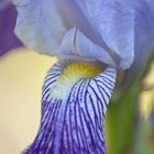 ein Stück Iris