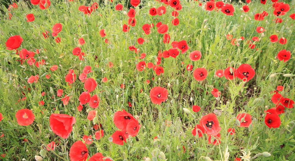 Ein Stück Mohn ....