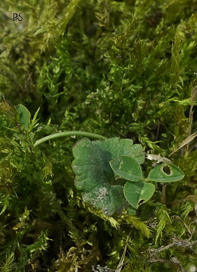 Ein Stück Natur 2