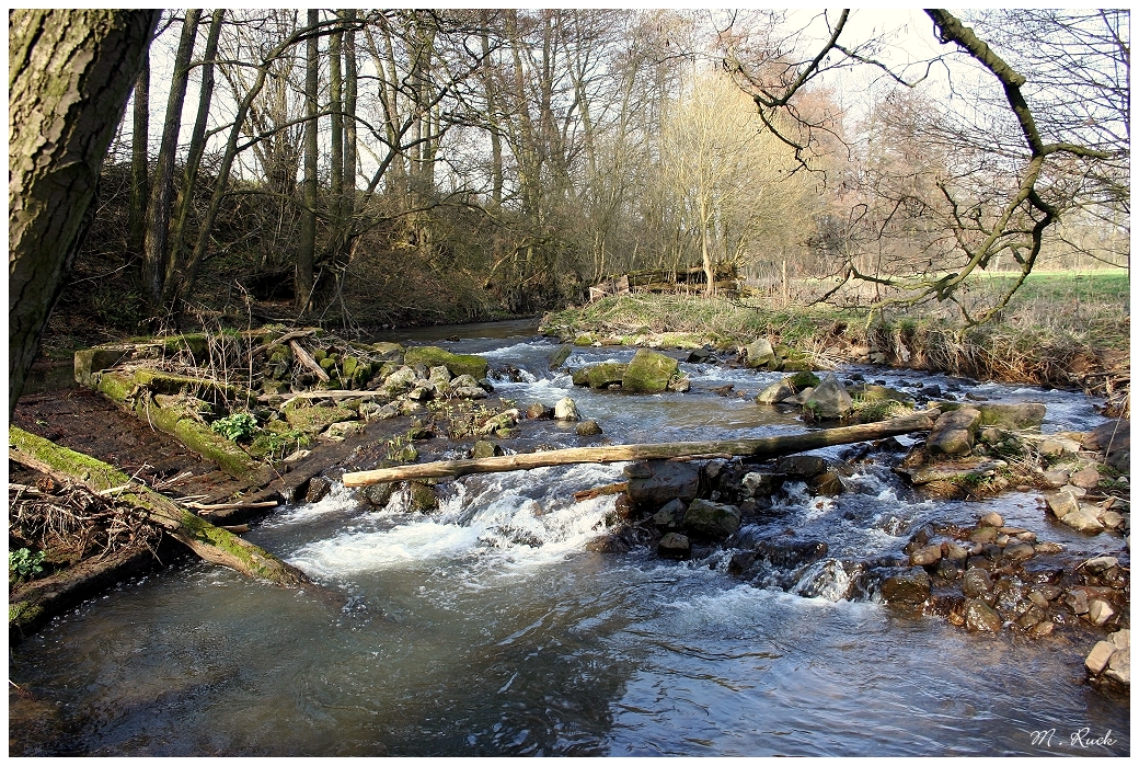 ein Stück Natur im Frühling ,