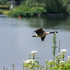 Ein Stück Natur im Ruhrgebiet