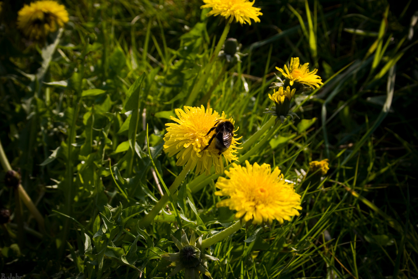 Ein Stück Natur in Bremen