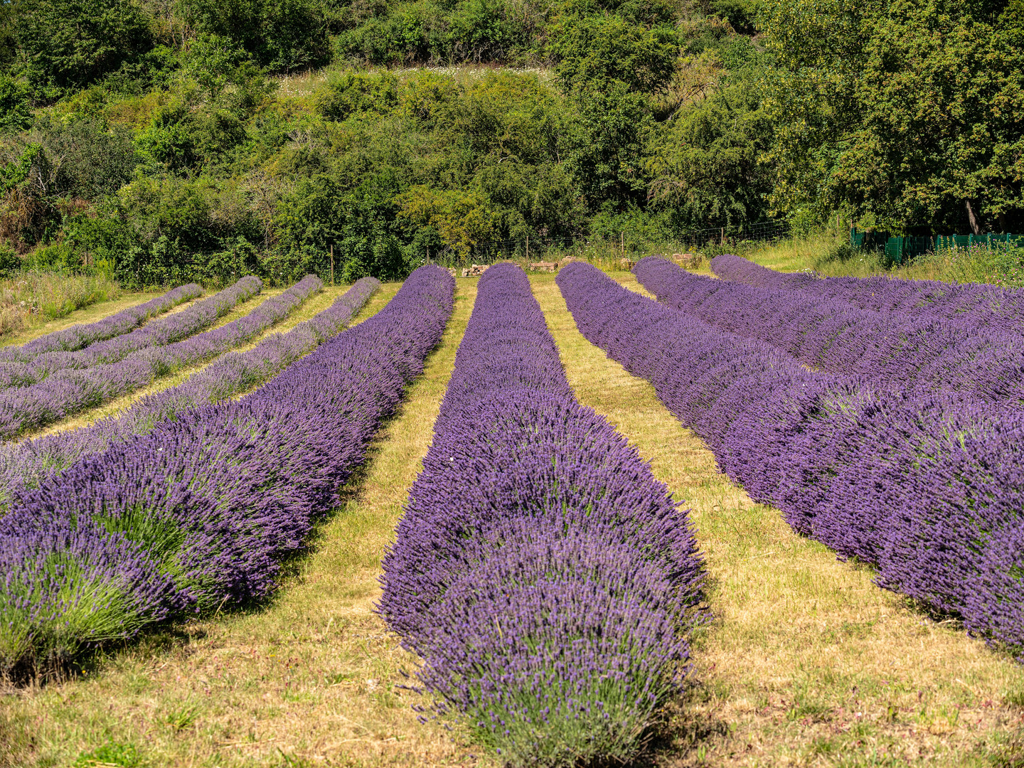 Ein Stück Provence in der Pfalz ....