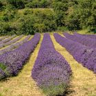 Ein Stück Provence in der Pfalz ....