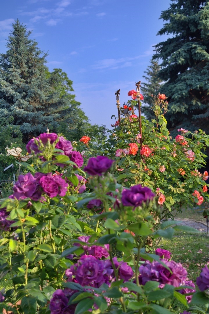 Ein Stück Rosengarten