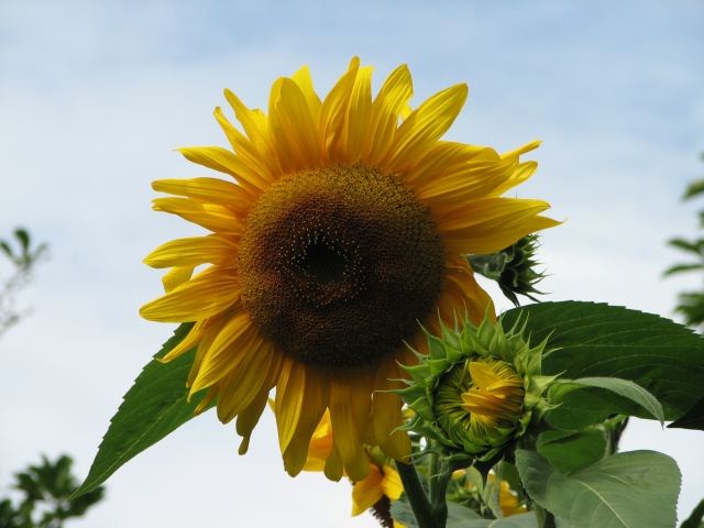 Ein Stück Sommer