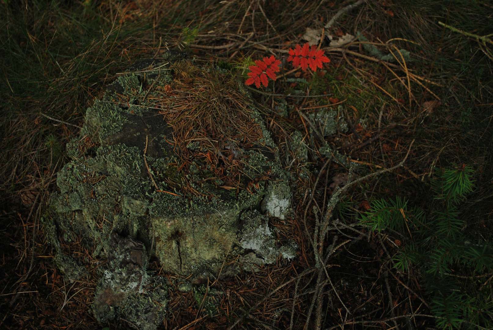 Ein Stück Ur-Wald