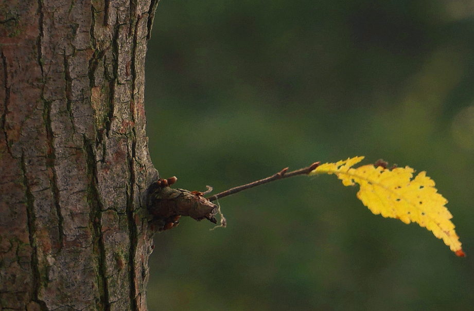 Ein Stück vom Baum.....