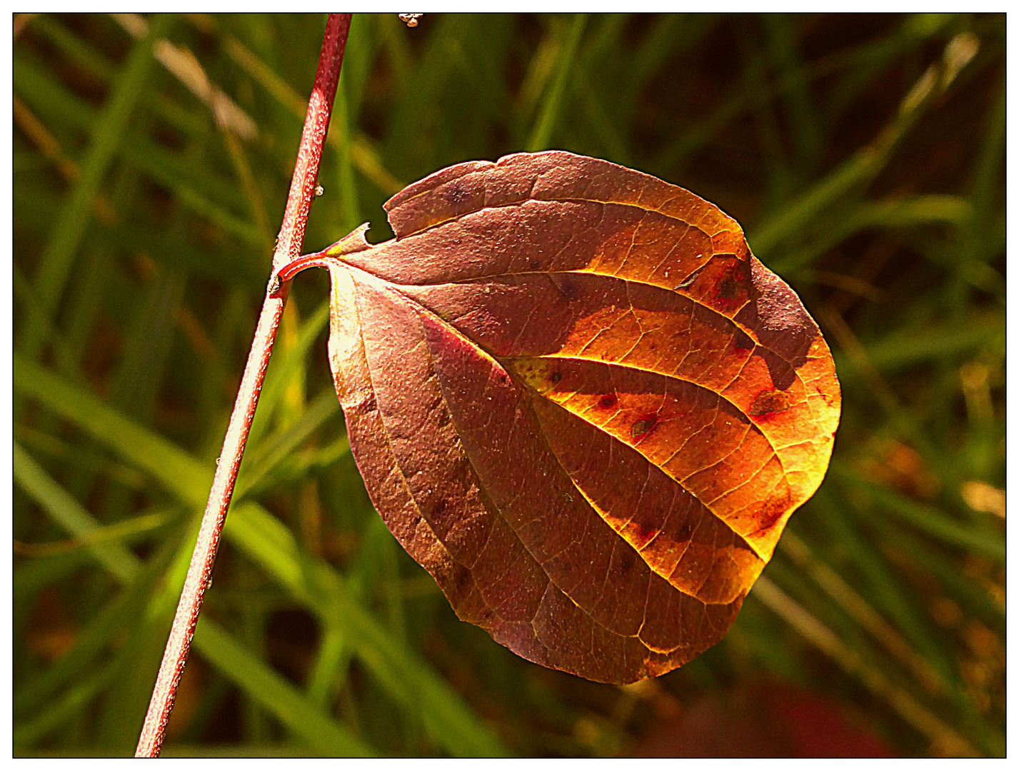 Ein Stück vom Herbst