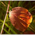 Ein Stück vom Herbst