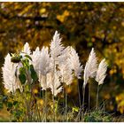 Ein Stück vom Herbst im meinen Garten