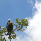 Ein Stück vom Himmel