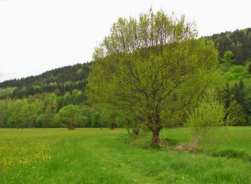 ein Stück von der Wiese