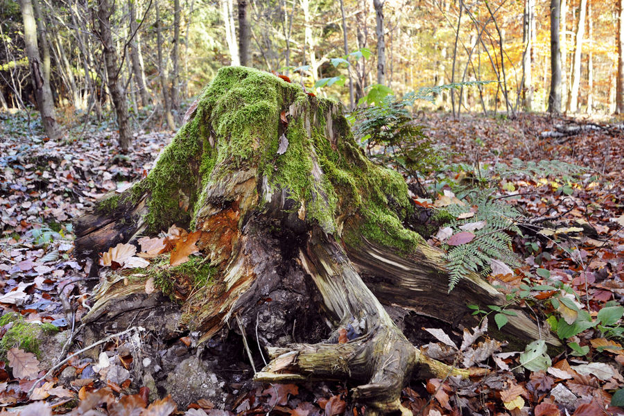 Ein Stück Wald