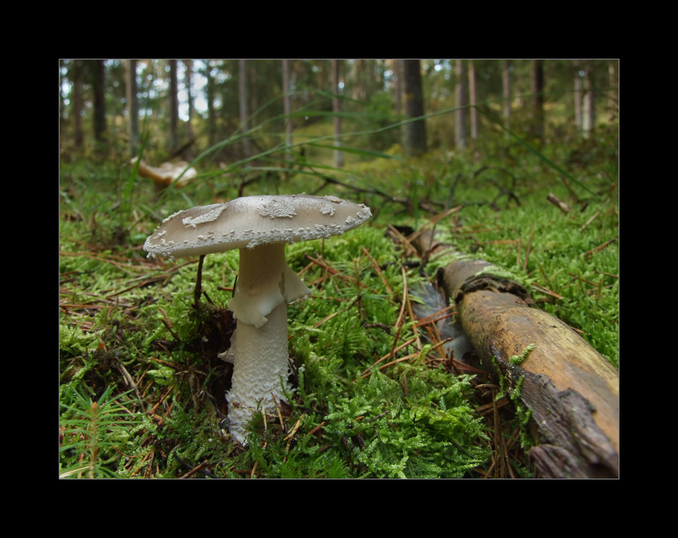 Ein Stück Wald