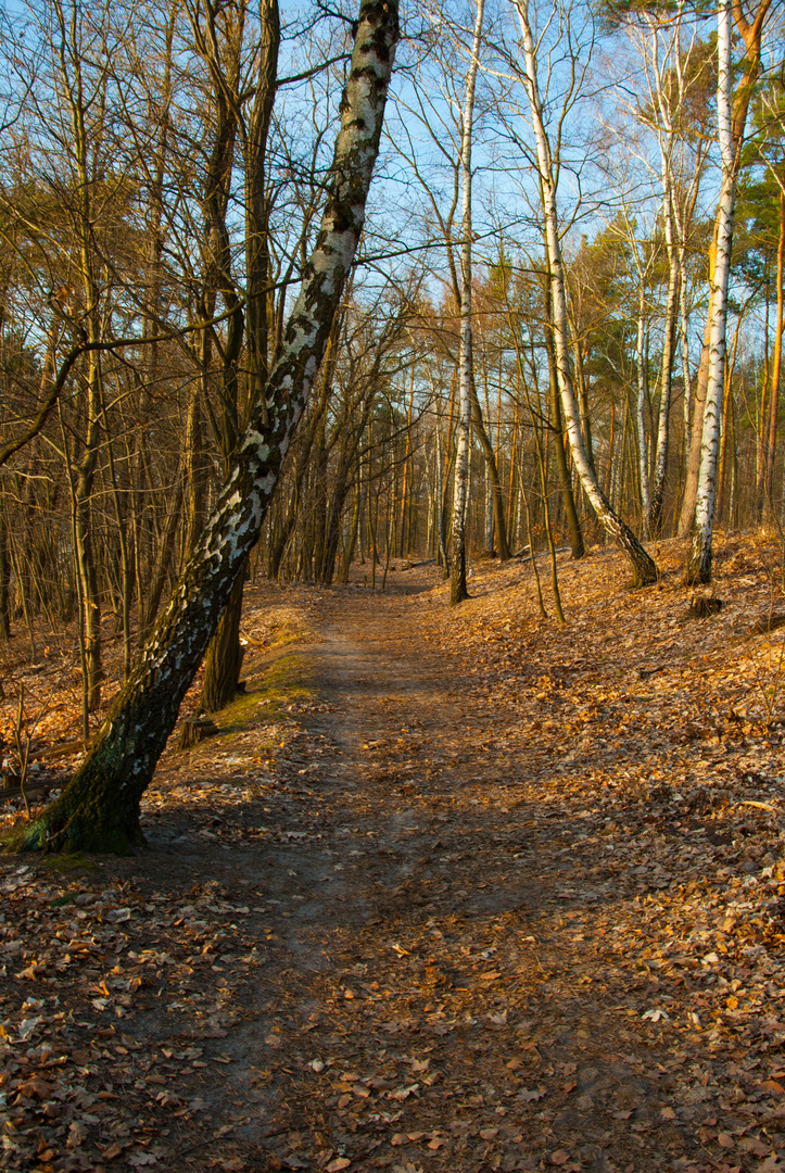 Ein Stück Wald ....Immer wieder schön...