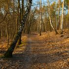 Ein Stück Wald ....Immer wieder schön...