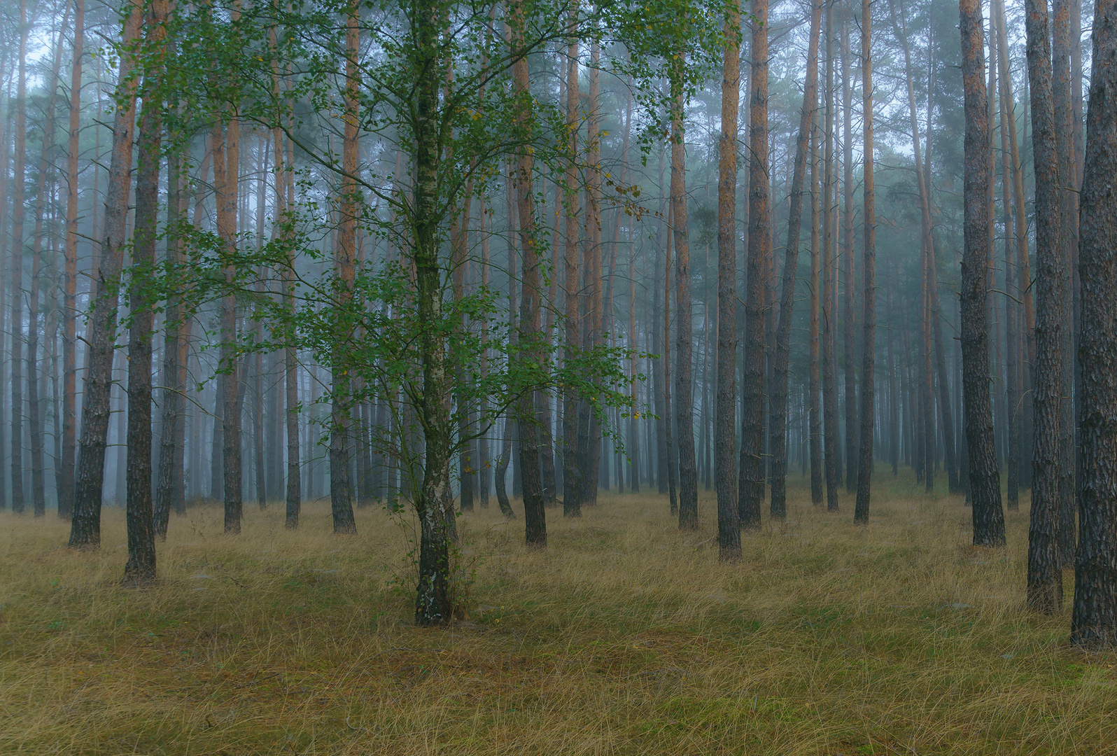 Ein Stück Wald in der Lieberoser Heide.