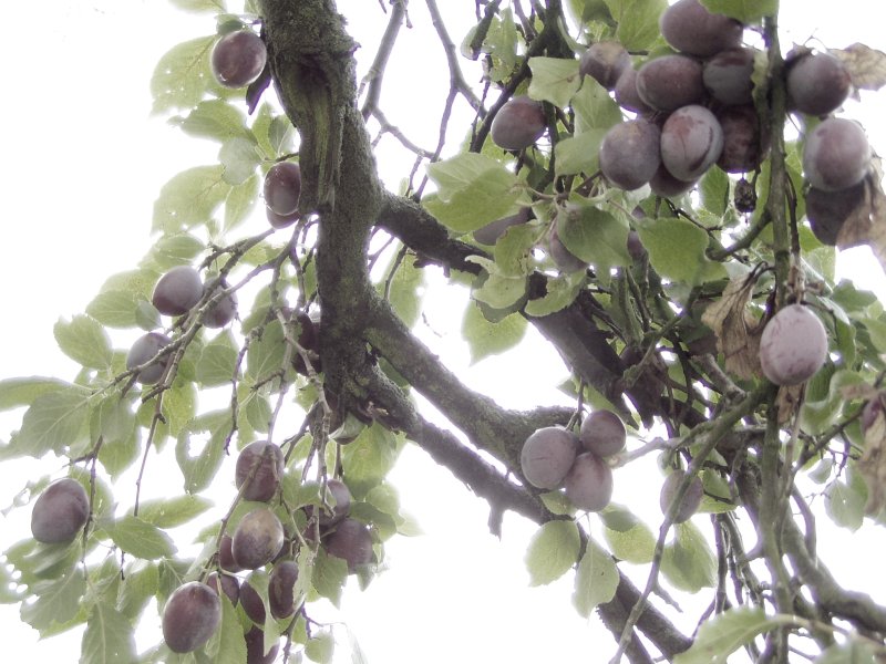 Ein Stück Zwetschgenbaum...