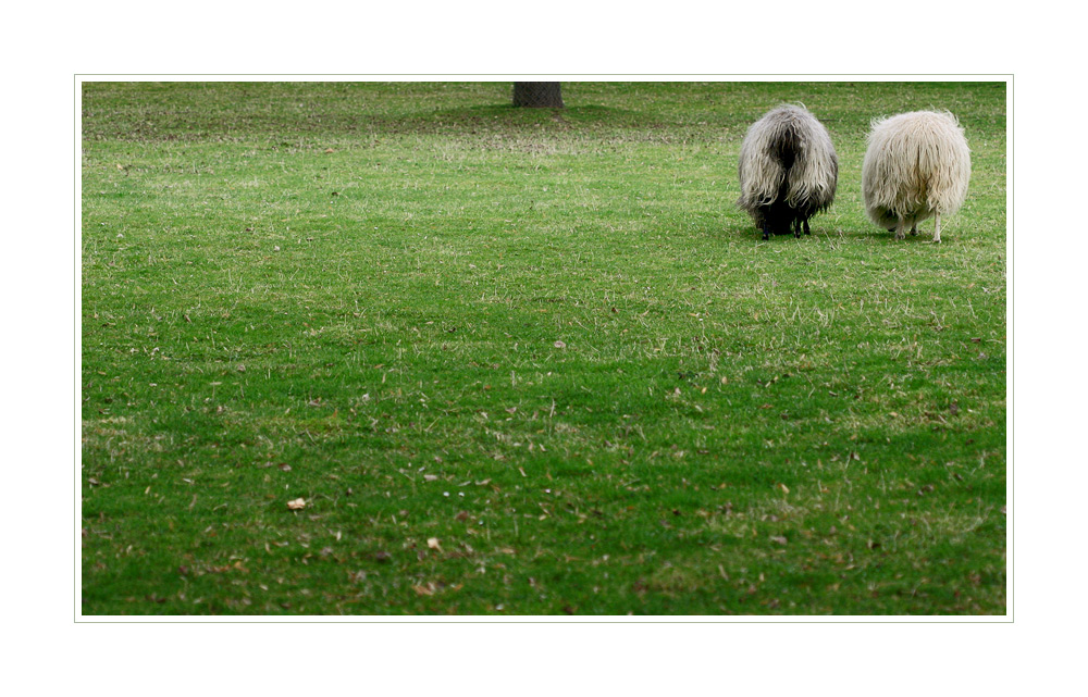 Ein Stückchen Baum, viel Gras und zwei warme Pullis ...