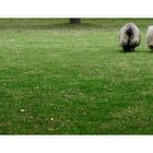 Ein Stückchen Baum, viel Gras und zwei warme Pullis ...